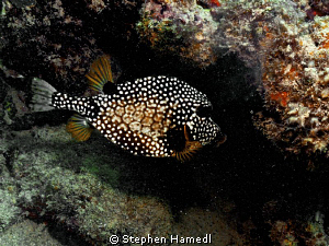 Spotted boxfish by Stephen Hamedl 